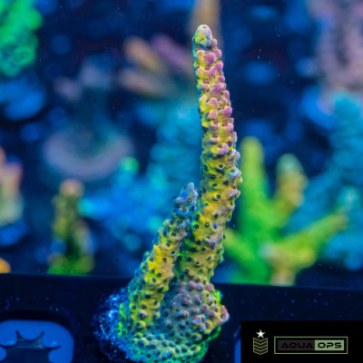 AO Fire Nova Acropora (WYSWYG)
