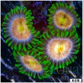 Sour Bomb Zoanthid