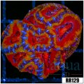 ASD Rainbow Acan
