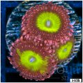 Pink Hippo Zoanthids