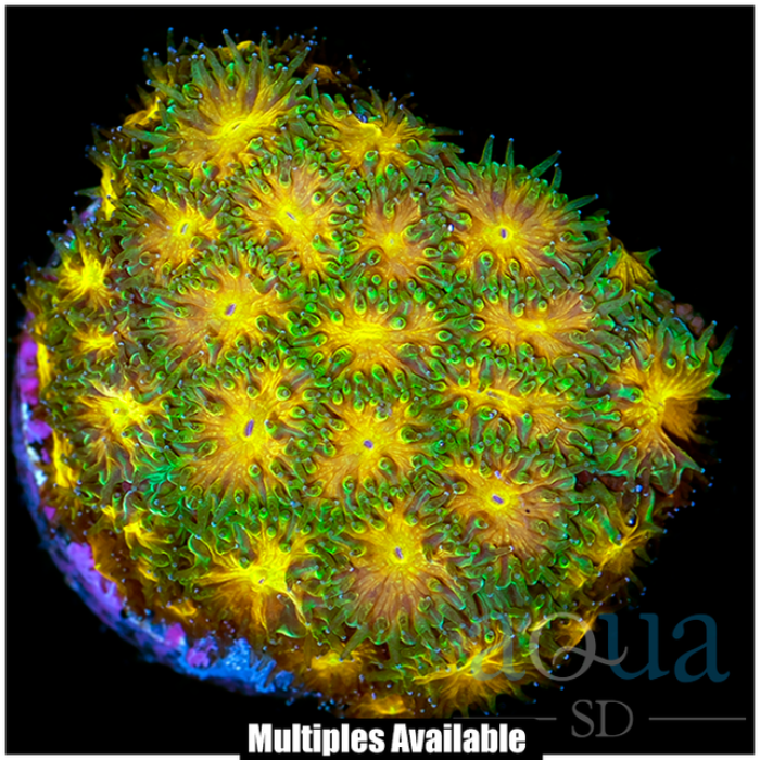 John Deer Leptastrea