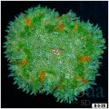 Maxi Mini Carpet Anemone