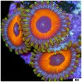 Angry Owl Zoanthids