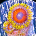 Flameburst Zoanthid