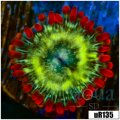 ASD Omega Flames Zoa