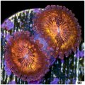 Pink And Gold Zoanthids