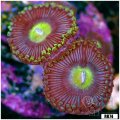 Alien Eye Zoanthid