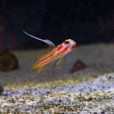 Yasha Goby (Stonogobiops yasha)