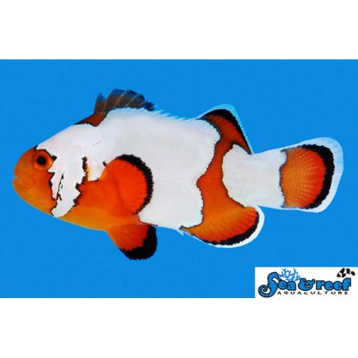 Premium Snowflake Clownfish SALE! - Amphiprion ocellaris