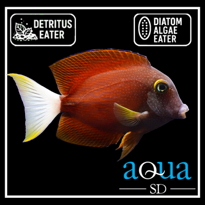 White Tail Yellow Eye Tang - Ctenochaetus flavicauda
