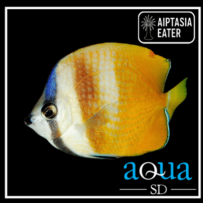 Kleins Butterfly - Chaetodon kleinii