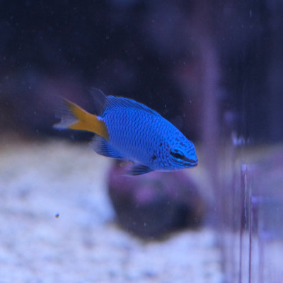 Yellowtail Blue Damsel