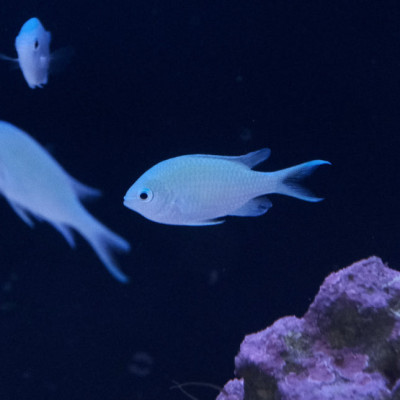 Blue Green Chromis