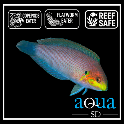 Moyeri Leopard Wrasse- Macropharyngodon moyeri