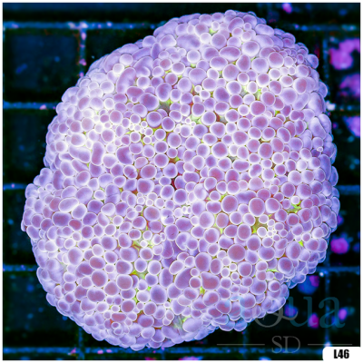 WA Octospawn Colony (Egg Crate Behind is 3 Squares = 2'')