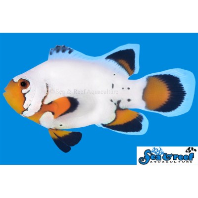 Longfin Flurry Clownfish - Amphiprion ocellaris