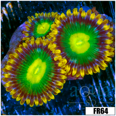 Kings Dragon Eyes Zoanthids