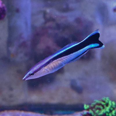 Cleaner Wrasse (Labroides dimidiatus)
