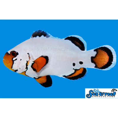 Flurry Clownfish - Amphiprion ocellaris