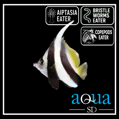 Black & White Heniochus - Heniochus acuminatus