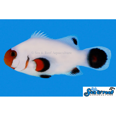 Wyoming White Clownfish - Amphiprion ocellaris