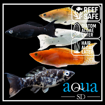 Black Molly; Saltwater - Poecilia latipinna