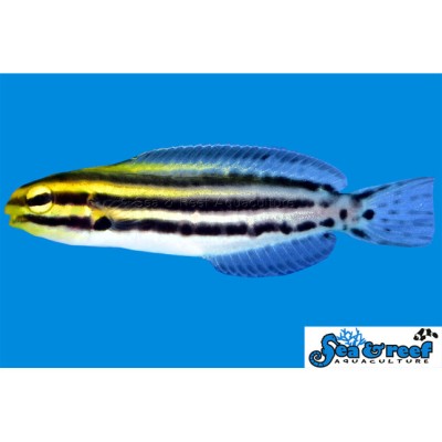Striped Blenny - Meiacanthus grammistes