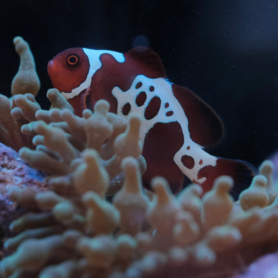 Gold Lightning Maroon Clownfish - Premnas biaculeatus