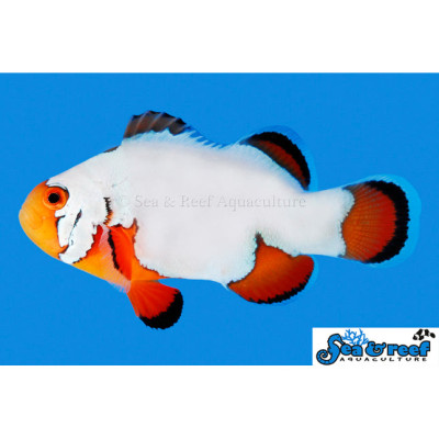 Ultra Snowflake Clownfish - Amphiprion ocellaris
