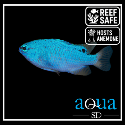 Pair Of Blue Damsel - Chrysiptera cyanea