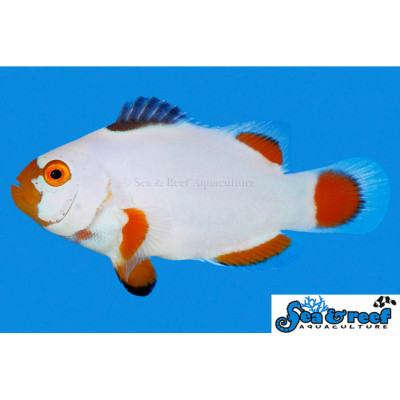 Maine Blizzard Clownfish - Amphiprion percula