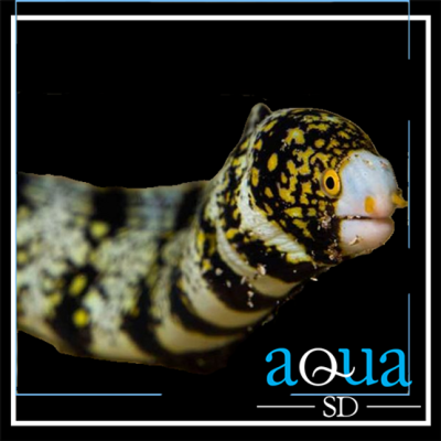 Snowflake Moray - Echidna nebulosa