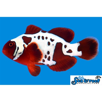 Gold Lightning Maroon Clownfish - Premnas biaculeatus