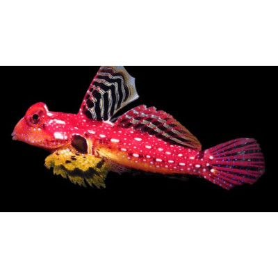 Ruby Red Dragonet