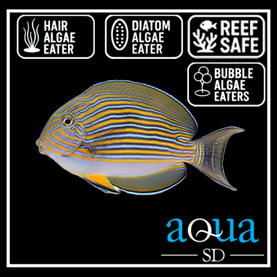 Clown Tang - Acanthurus lineatus
