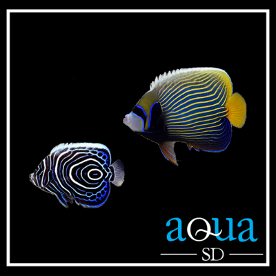 Emperor Angelfish - (Pomacanthus imperator)