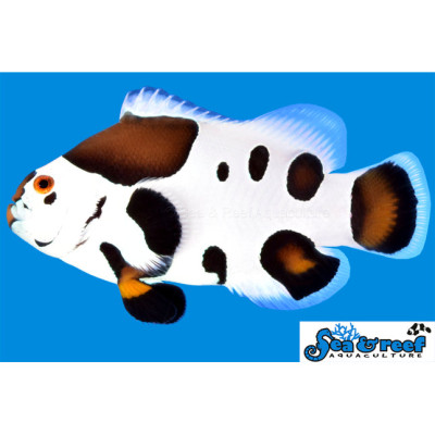 Photon Storm Clownfish - Amphiprion ocellaris