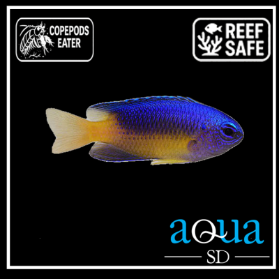 Electric Blue Damsel - Pomacentrus coelestis