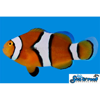 Percula Clownfish - Amphiprion percula