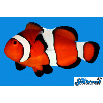 Ocellaris Clownfish - Amphiprion ocellaris