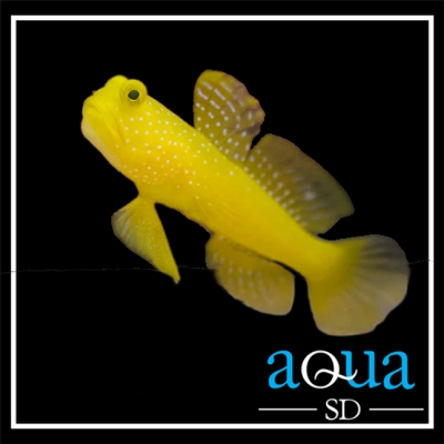 Yellow Watchman Goby - Cryptocentrus cinctus