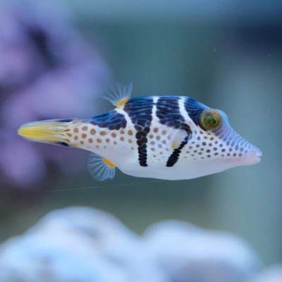 Valentini Puffer (Canthigaster valentini)