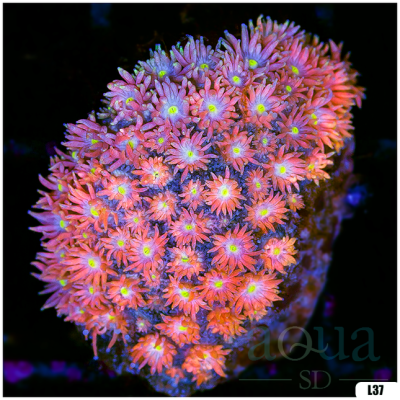 Super Ultra Goniopora Chunk