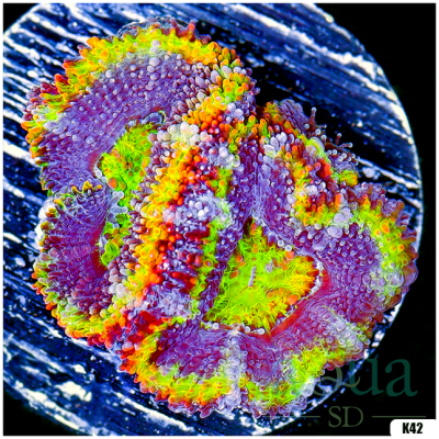 Blending Brilliance Acan Lord