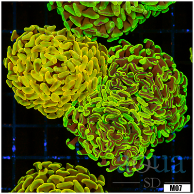 WYSIWYG Ultra hammer Combo