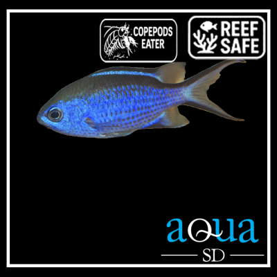Blue Reef Chromis; Atl. - Chromis cyanea