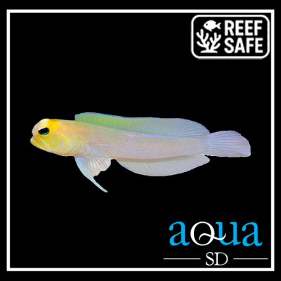 Pearly Jawfish - Opistognathus aurifons