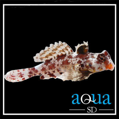 Red Scooter Blenny; I.O. - Synchiropus stellatus