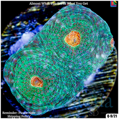 Orange Eye Acan Echinata