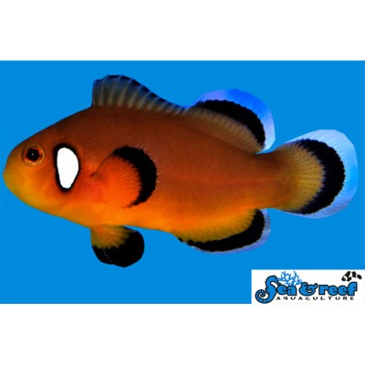 Mocha Latte Clownfish - Amphiprion ocellaris